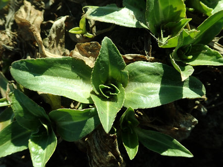 Veronica gentianoides 2019-02-27 6183.JPG