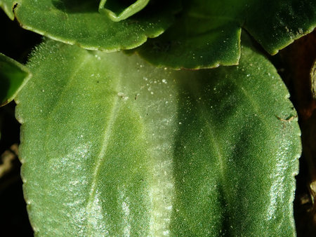 Veronica gentianoides 2019-02-27 6190.JPG