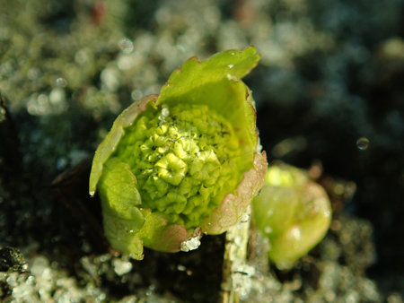 Hacquetia epipactis 2019-02-27 6272.JPG