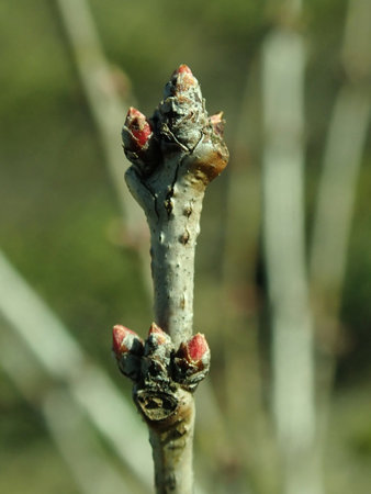 Prunus tenella 2019-02-27 6200.JPG