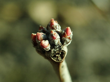 Prunus tenella 2019-02-27 6205.JPG