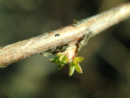 Dasiphora fruticosa 2019-02-27 6173.JPG