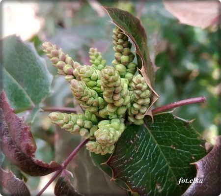 mahonia.jpg