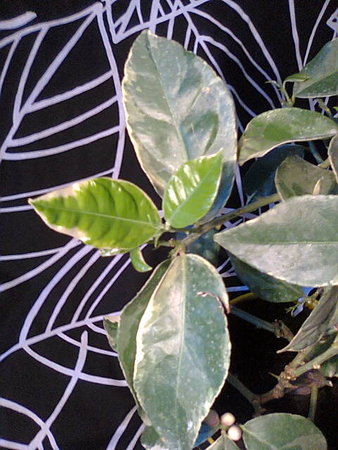 Citrus  Limon Foliis Variegatis - Cytryna arbuzowata nowe liście rosną.jpg