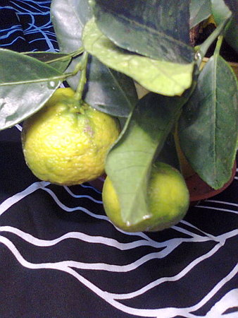 Limonka owoc.jpg