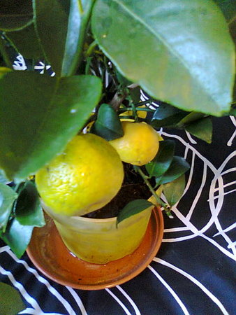 Limonki owoce.jpg