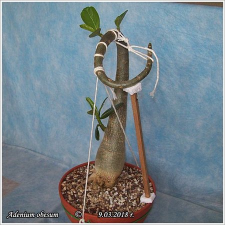 Adenium obesum 9.03.2018 005.jpg