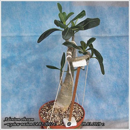 Adenium obesum 09.03.2019 002.jpg