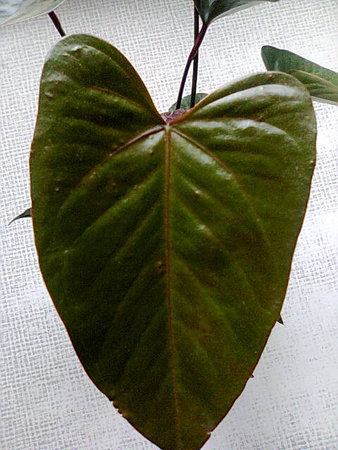 anturium andreego giant chocolate młody liść.jpg