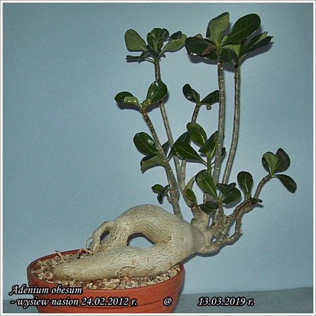 Adenium obesum 13.03.2019 001.jpg