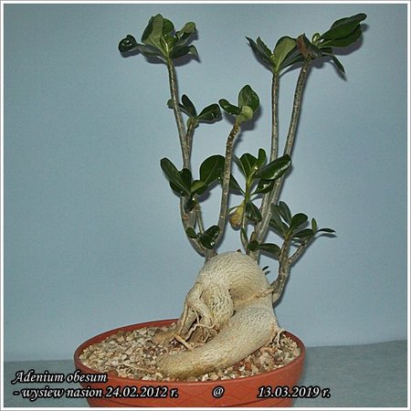 Adenium obesum 13.03.2019 002.jpg