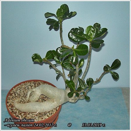 Adenium obesum 13.03.2019 006.jpg