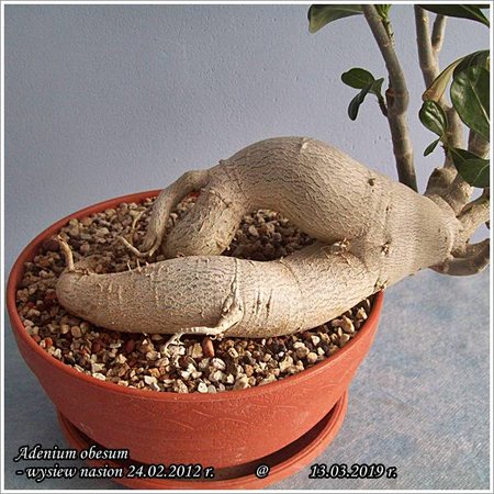 Adenium obesum 13.03.2019 004.jpg