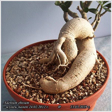 Adenium obesum 13.03.2019 003.jpg