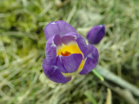 Crocus sieberi Tricolor 2019-03-12 6912.JPG