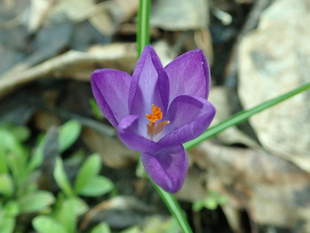 Crocus 2019-03-12 6913.JPG