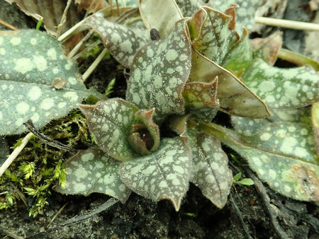 Pulmonaria 2019-03-12 6713.JPG