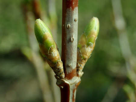 Forsythia intermedia Lynwood Gold 2019-03-12 6790.JPG