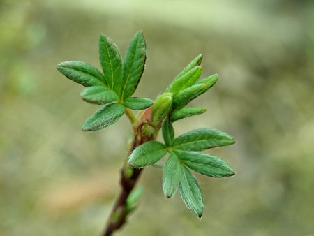 Dasiphora fruticosa 2019-03-12 6853.JPG