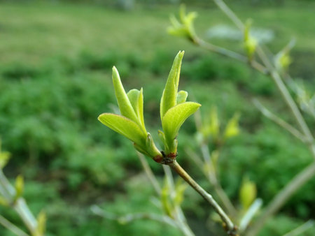 Abelia mosanensis 2019-03-12 6897.JPG