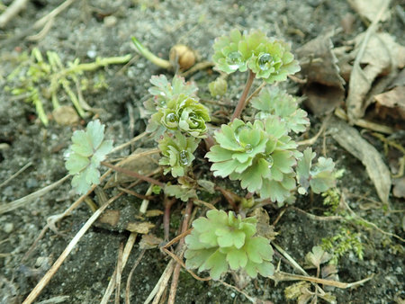 Aquilegia chrysantha 2019-03-12 6727.JPG