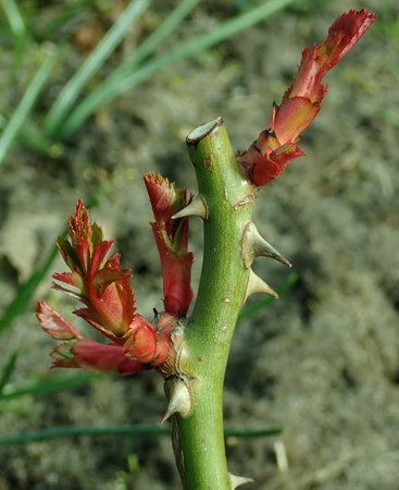 Rosa Rotkappchen 2019-03-12 6792.JPG