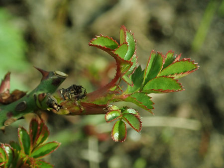 Rosa Bienenweide Rot 2019-03-12 6813.JPG