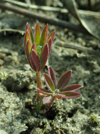 Lupinus polyphyllus 2019-03-12 6765.JPG