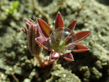 Lupinus polyphyllus 2019-03-12 6762.JPG