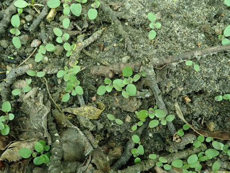 Veronica hederifolia 2019-03-04 6376.JPG