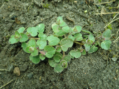 Veronica hederifolia 2019-03-04 6381.JPG