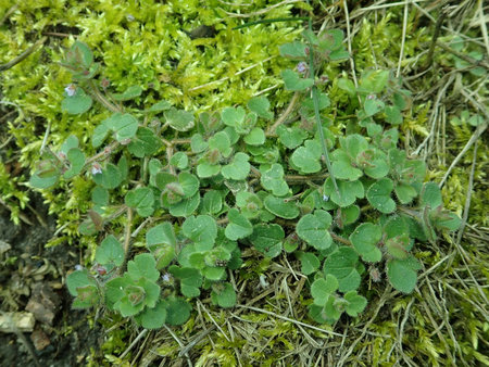 Veronica hederifolia 2019-03-15 7242.JPG