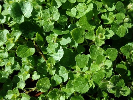 Veronica hederifolia 2019-02-22 5884.jpg