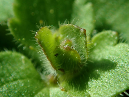 Veronica hederifolia 2019-02-22 5890.JPG