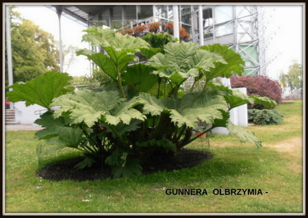 Gunnera olbrzymia.jpg