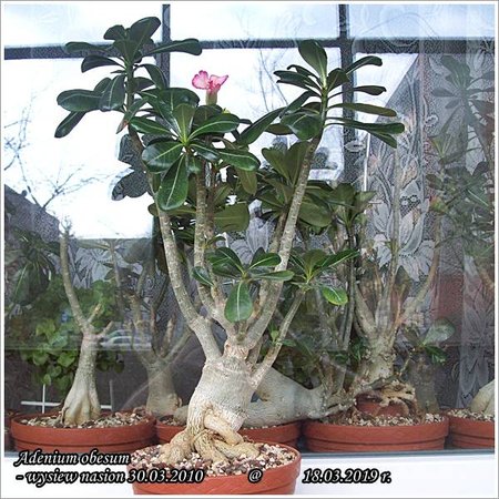 Adenium obesum 18.03.2019 003.jpg