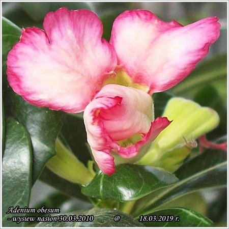 Adenium obesum 18.03.2019 005_b.jpg