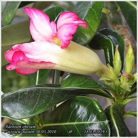 Adenium obesum 18.03.2019 004.jpg