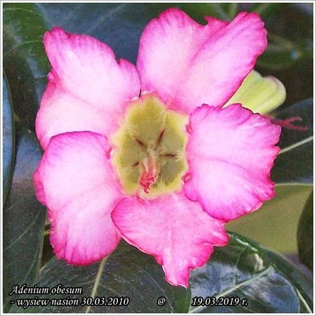 Adenium obesum 19.03.2019 002_b.jpg