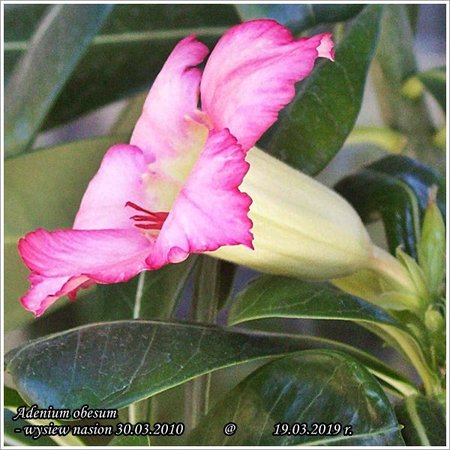 Adenium obesum 19.03.2019 006.jpg