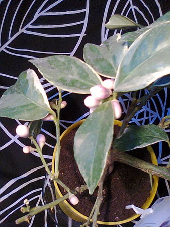 Citrus  Limon Foliis Variegatis - Cytryna arbuzowata spore już pąki kwiatowe.jpg