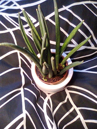 Sansevieria cylindrica1.jpg