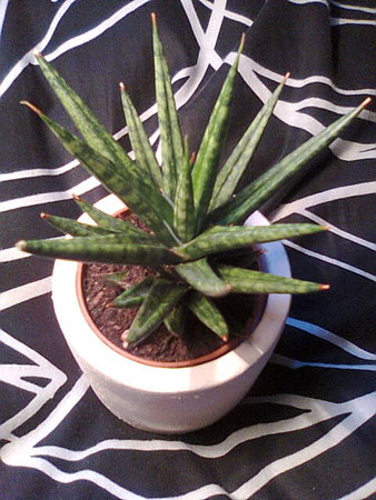 sansevieria francisii.jpg