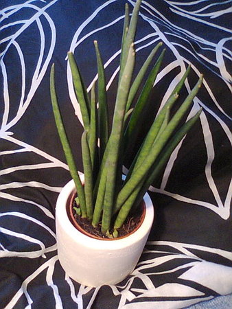 Sansevieria cylindrica.jpg