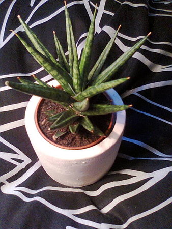 sansevieria francisii1.jpg