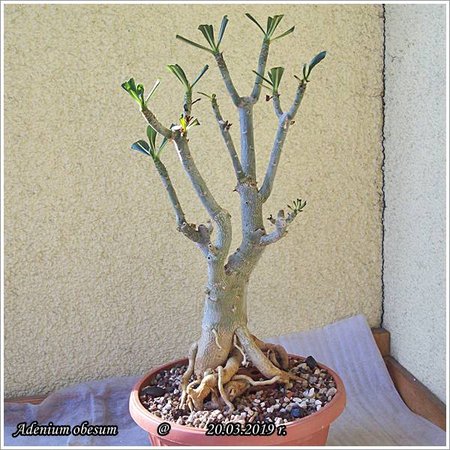 Adenium obesum 20.03.2019 004.jpg