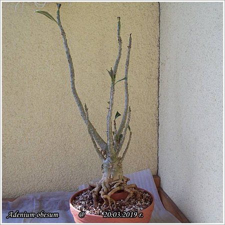 Adenium obesum 20.03.2019 003.jpg