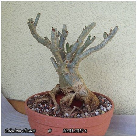 Adenium obesum 20.03.2019 002.jpg