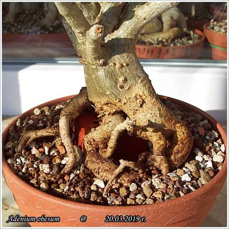 Adenium obesum 20.03.2019 006.jpg