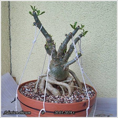 Adenium obesum 20.03.2019 001.jpg